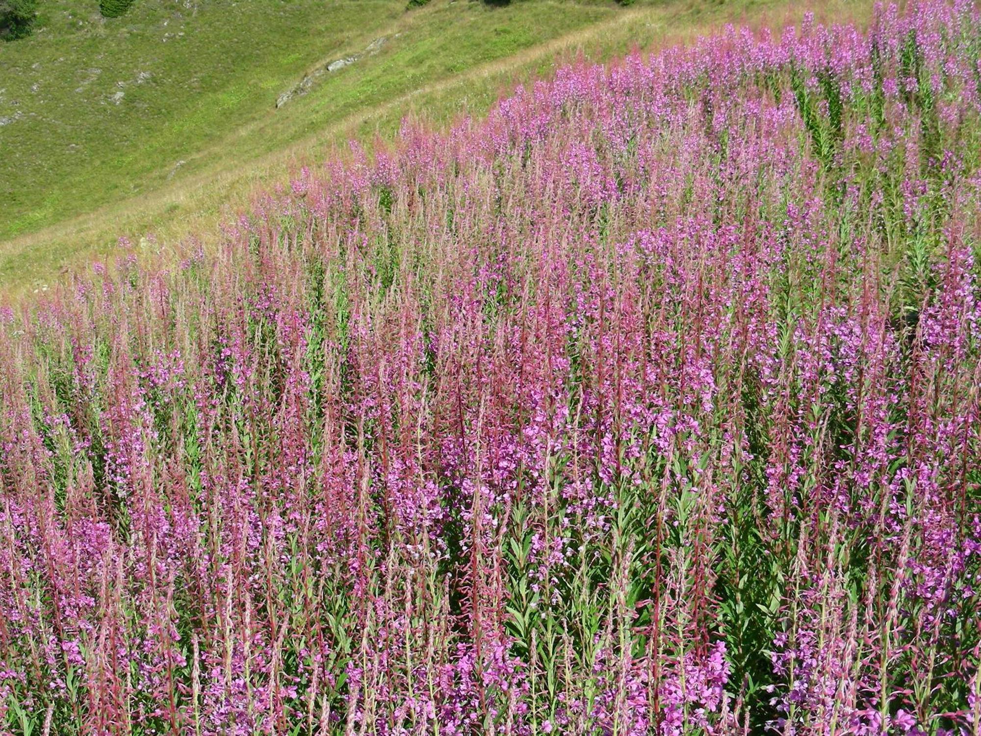 Villetta Val Di Sole Commezzadura Luaran gambar